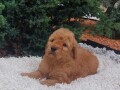 labradoodle-small-3