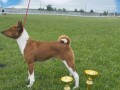 basenji-stenci-small-3