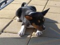 basenji-stenci-small-1