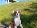 basenji-stenci-small-2