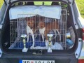 basenji-stenci-small-4