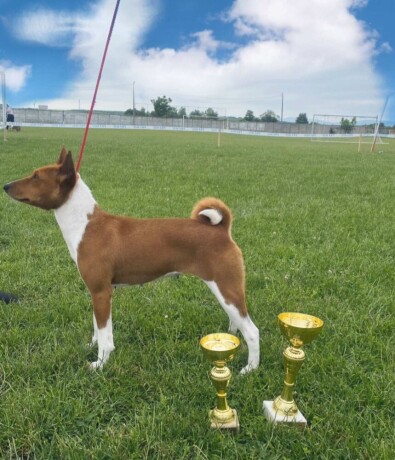 basenji-stenci-big-3