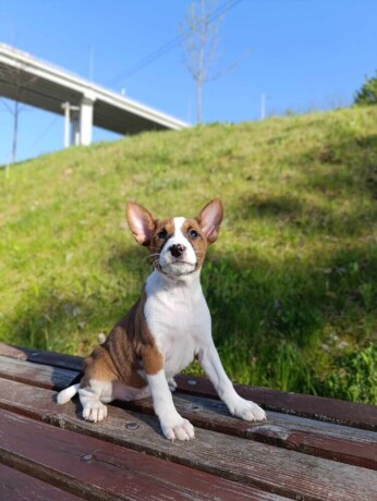 basenji-stenci-big-2