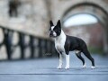 boston-terrier-stenci-small-1