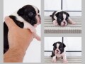 boston-terrier-stenci-small-2