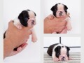 boston-terrier-stenci-small-3