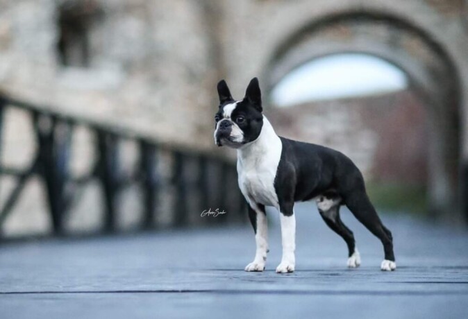 boston-terrier-stenci-big-1