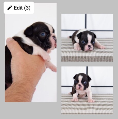 boston-terrier-stenci-big-2