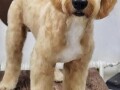 labradoodle-f1b-small-3