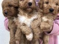 labradoodle-f1b-small-1