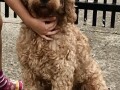 labradoodle-f1b-small-0