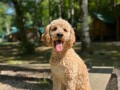 labradoodle-f1b-small-4