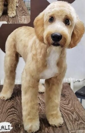 labradoodle-f1b-big-3