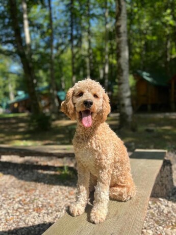 labradoodle-f1b-big-4