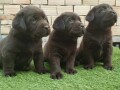 labrador-retriver-braon-i-zuti-stenci-small-1