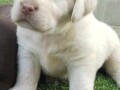 labrador-retriver-braon-i-zuti-stenci-small-3