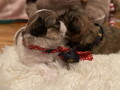 shih-tzu-stenci-small-4