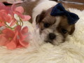 shih-tzu-stenci-small-0