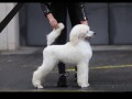 stenci-velike-kraljevske-poodle-small-2