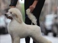 stenci-velike-kraljevske-poodle-small-3