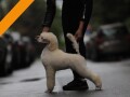 stenci-velike-kraljevske-poodle-small-0