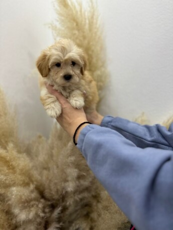 maltipoo-vrhunske-genetike-big-1