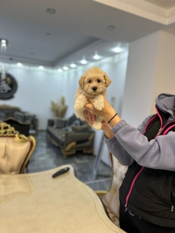 maltipoo-vrhunske-genetike-big-4