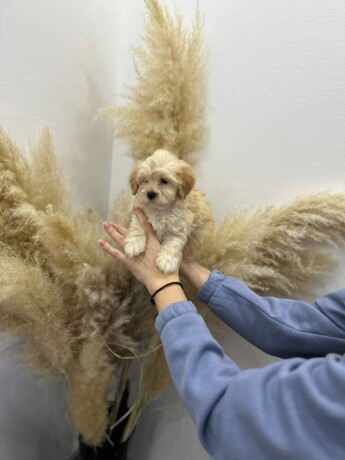 maltipoo-vrhunske-genetike-big-3