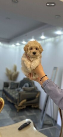 maltipoo-vrhunske-genetike-big-2