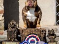 americki-buli-american-bully-pocket-stenci-small-3