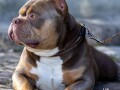 americki-buli-american-bully-pocket-stenci-small-4