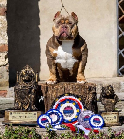 americki-buli-american-bully-pocket-stenci-big-3