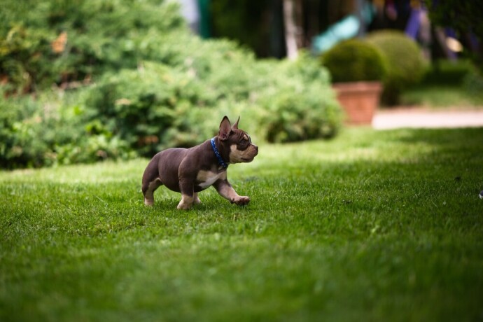 americki-buli-american-bully-pocket-stenci-big-2