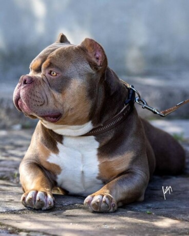 americki-buli-american-bully-pocket-stenci-big-4