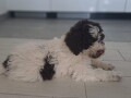 na-prodaju-novo-leglo-lagotto-romangolo-small-2