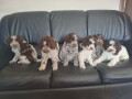 na-prodaju-novo-leglo-lagotto-romangolo-small-0