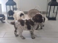 na-prodaju-novo-leglo-lagotto-romangolo-small-1