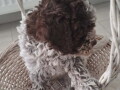 na-prodaju-novo-leglo-lagotto-romangolo-small-3