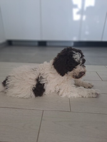 na-prodaju-novo-leglo-lagotto-romangolo-big-2