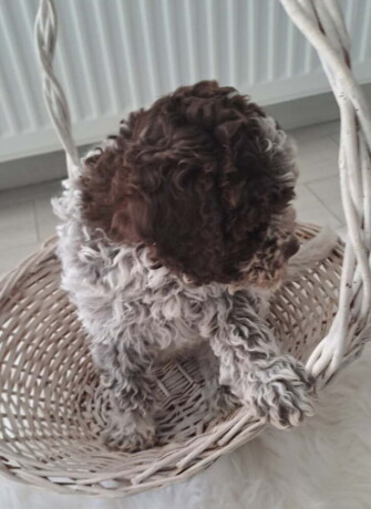 na-prodaju-novo-leglo-lagotto-romangolo-big-3