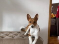 basenji-zensko-stene-small-2