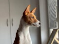 basenji-zensko-stene-small-4