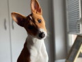 basenji-zensko-stene-small-1