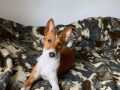 basenji-zensko-stene-small-3