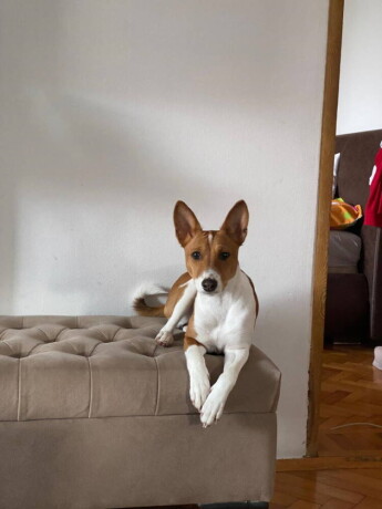 basenji-zensko-stene-big-2