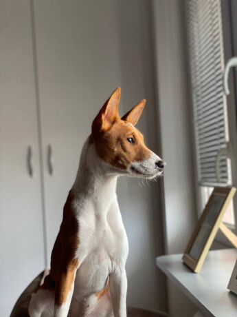 basenji-zensko-stene-big-4