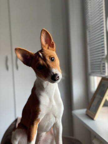 basenji-zensko-stene-big-1