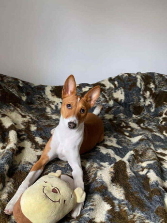 basenji-zensko-stene-big-3