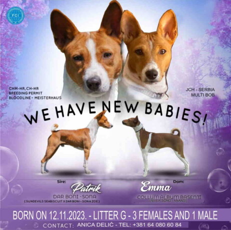 basenji-zensko-stene-big-0