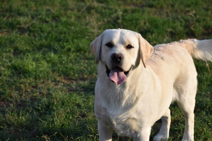 stenci-labradora-zute-boje-big-4